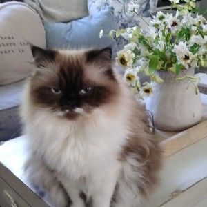 Meet your Posher, Dianna